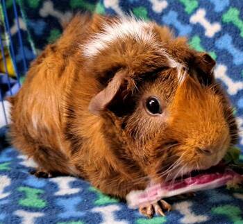 Rescue Abyssinian Guinea Pigs for Adoption in Chicago Heights, Illinois - Bandit | PetCurious